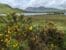 Gorse in the Highlands during Spring in Scotland